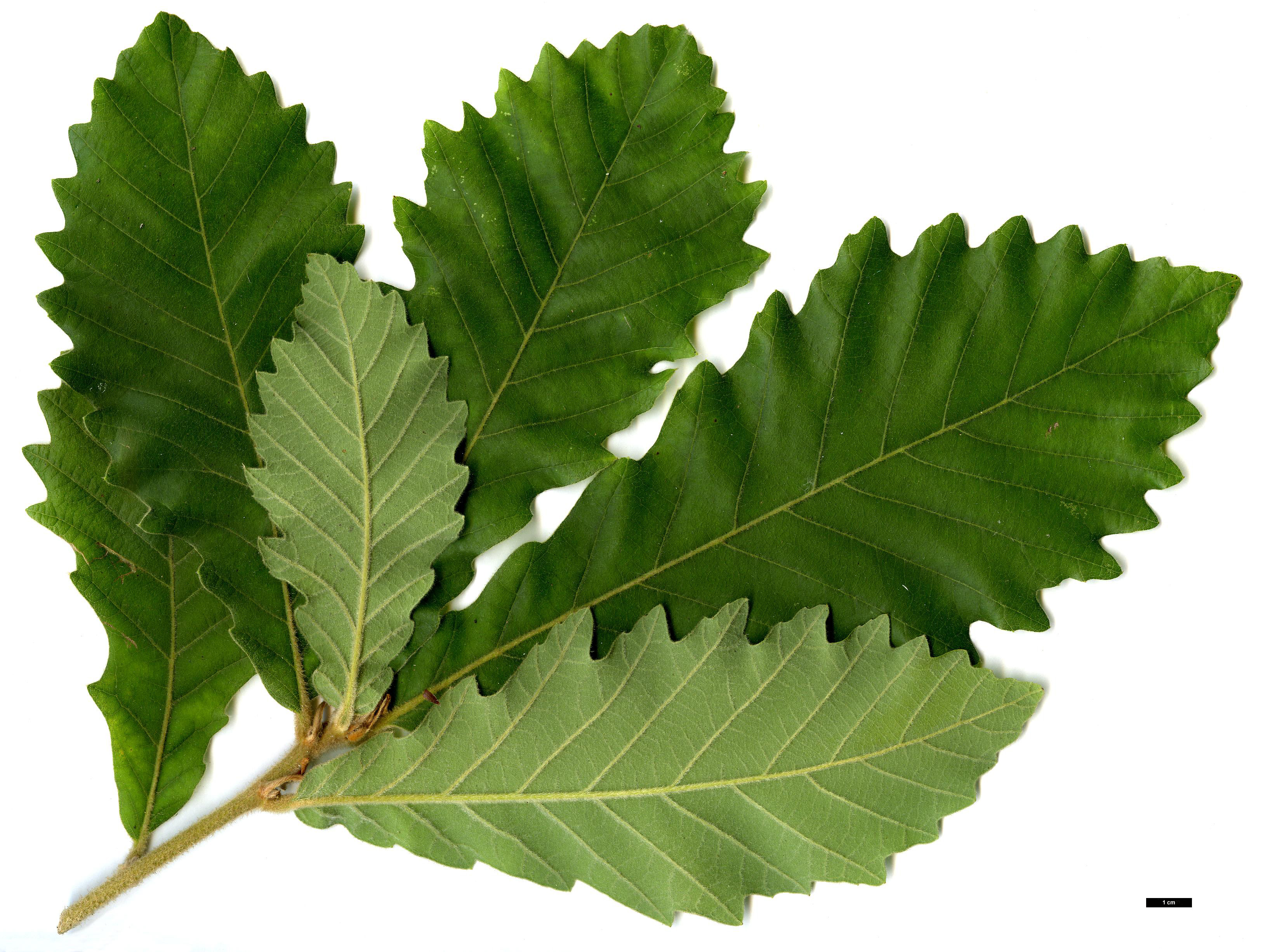 High resolution image: Family: Fagaceae - Genus: Quercus - Taxon: aliena × dentata subsp. yunnanensis High resolution image: Family: Fagaceae - Genus: Quercus - Taxon: aliena × dentata subsp. yunnanensis